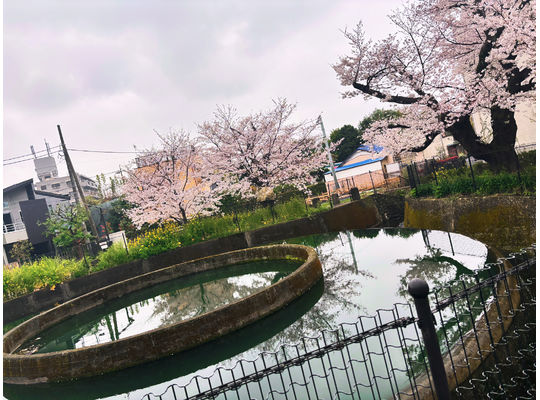 桜満開